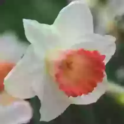 Pink Charm